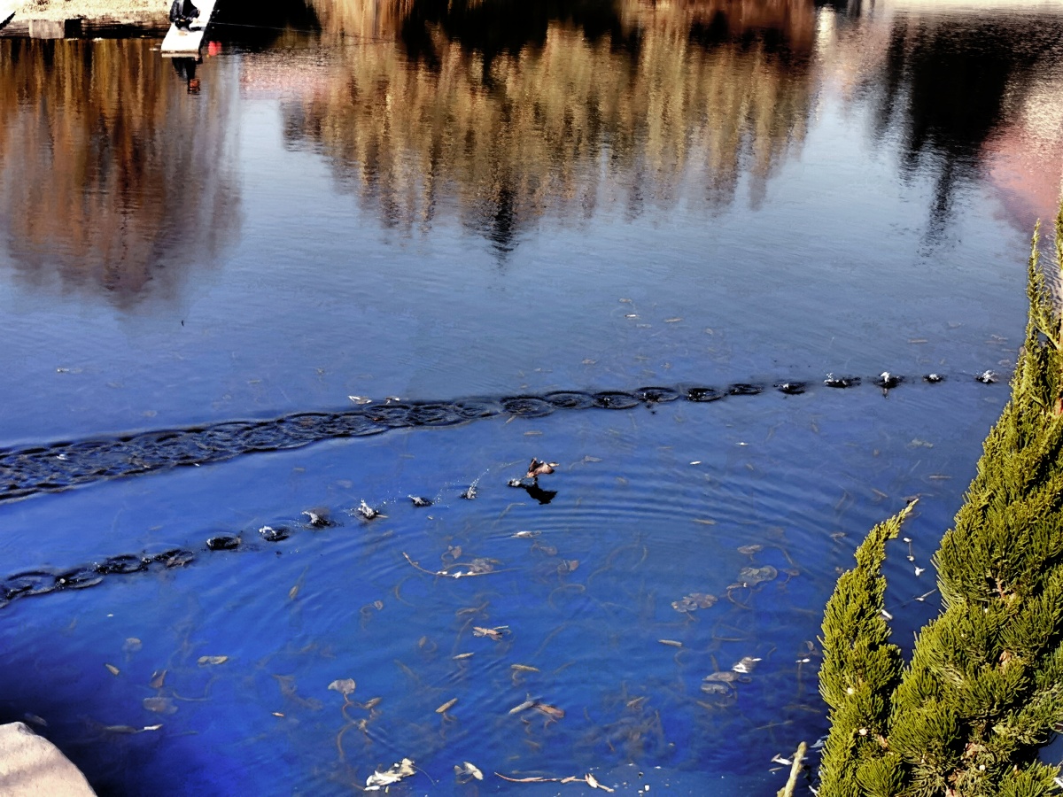 可见沙鸥翔集锦鳞游泳