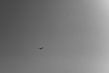 838BBA75-7CEC-4C76-BA94-023E973A3290/L0/001
