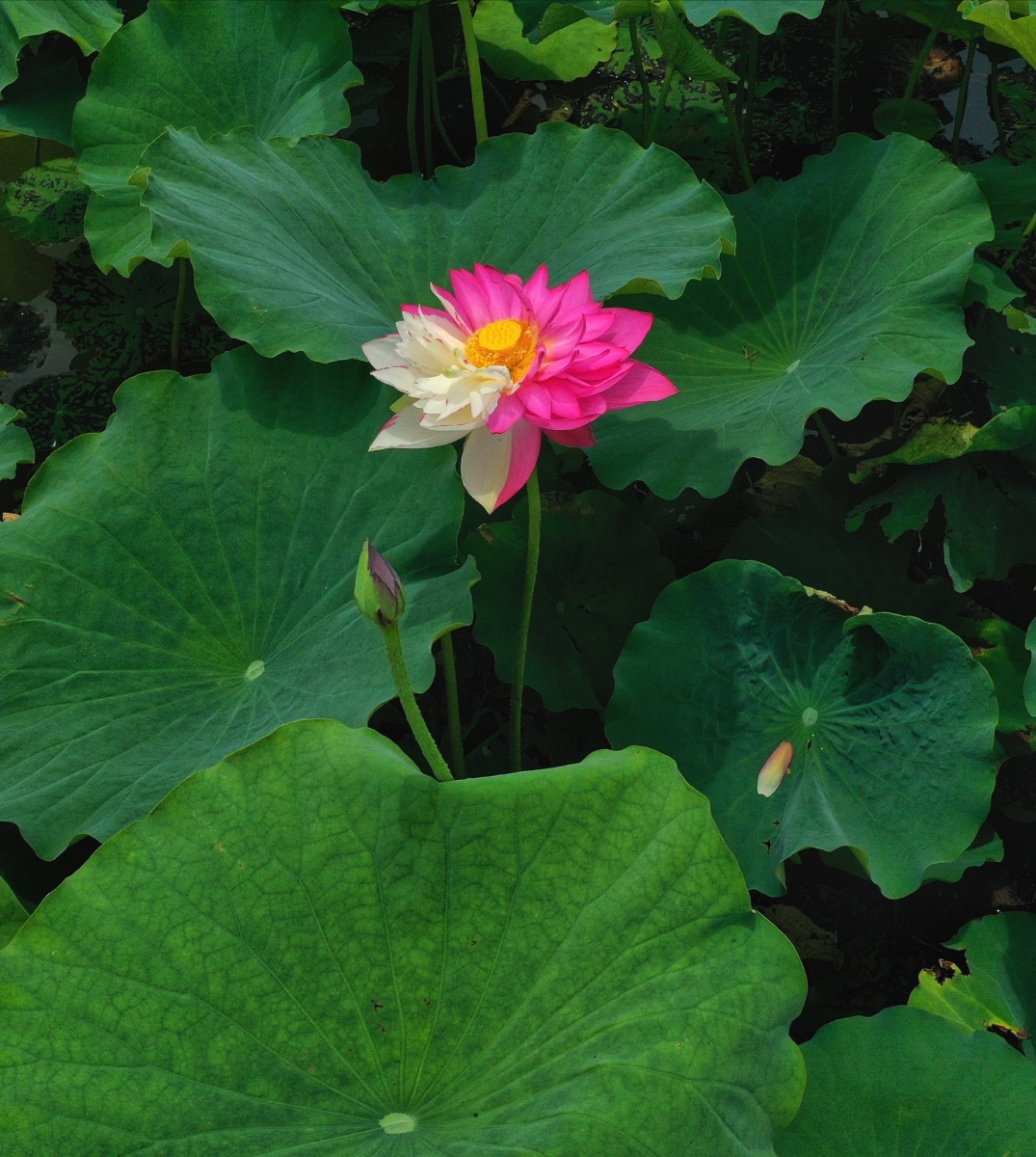 普者黑的野生双色荷花很少见