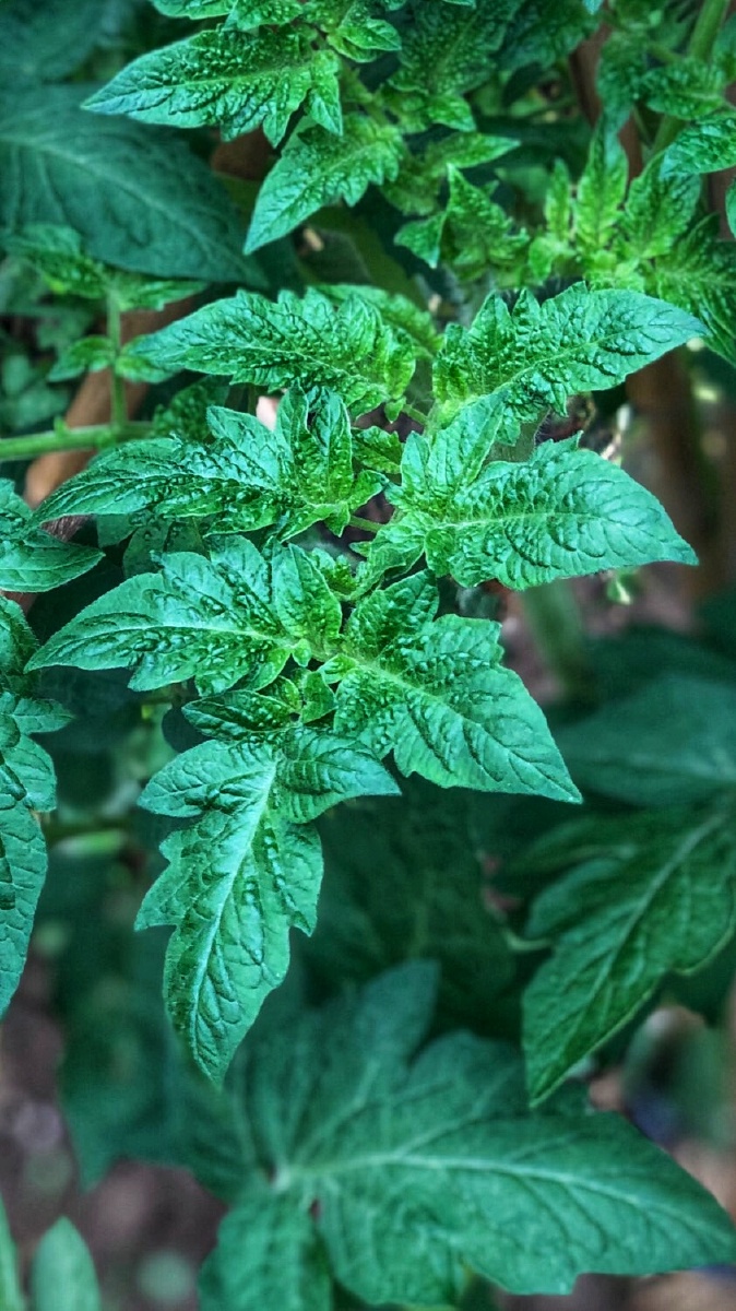 番茄叶子养美眼