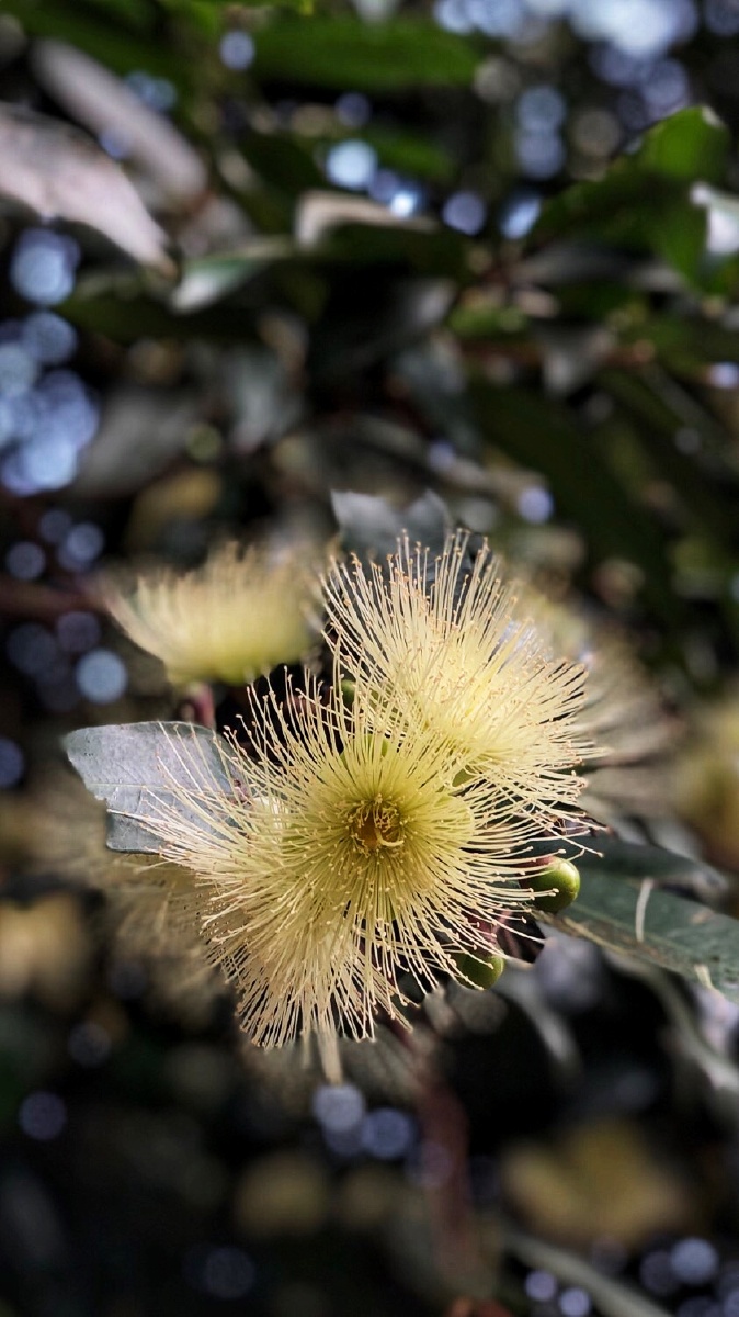 又见洋蒲桃花开
