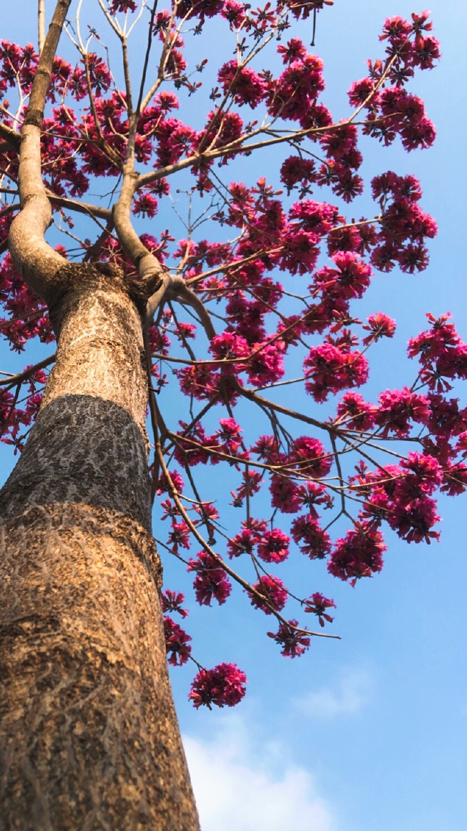 一树紫花风铃开入了谁的眼醉了谁的心