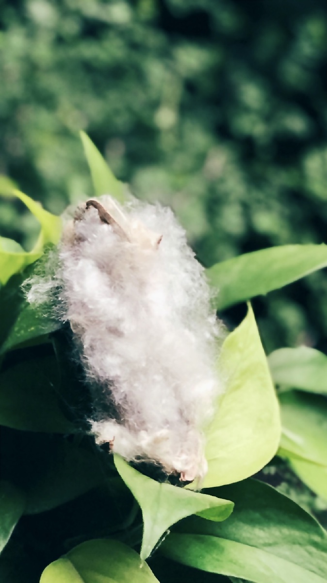 沐浴着清风风中总是有飘着的木棉花絮或落在我的肩上等到下一轮的花絮
