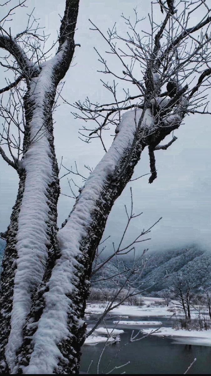木秀于林风必摧之大九湖雪景9