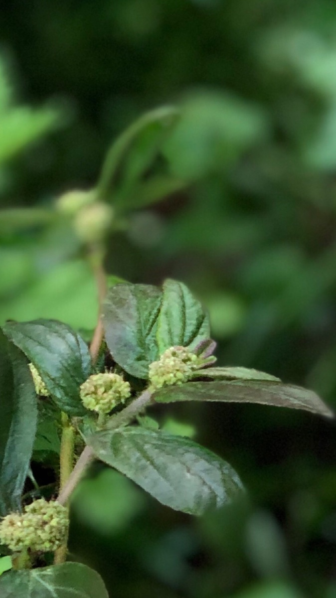 飞扬草又称大飞扬,大乳汁草,节节花,为大戟科植物飞扬草的干燥全草,一