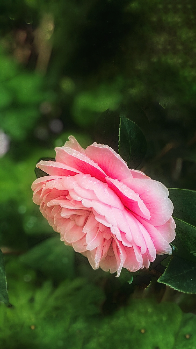 宫粉茶花羞答答谦让君子