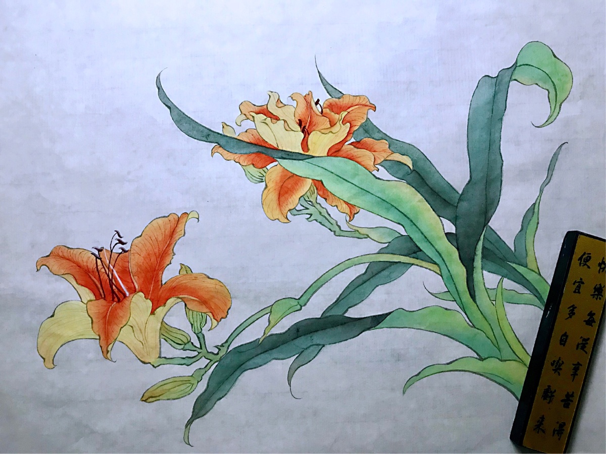 萱草——忘忧草