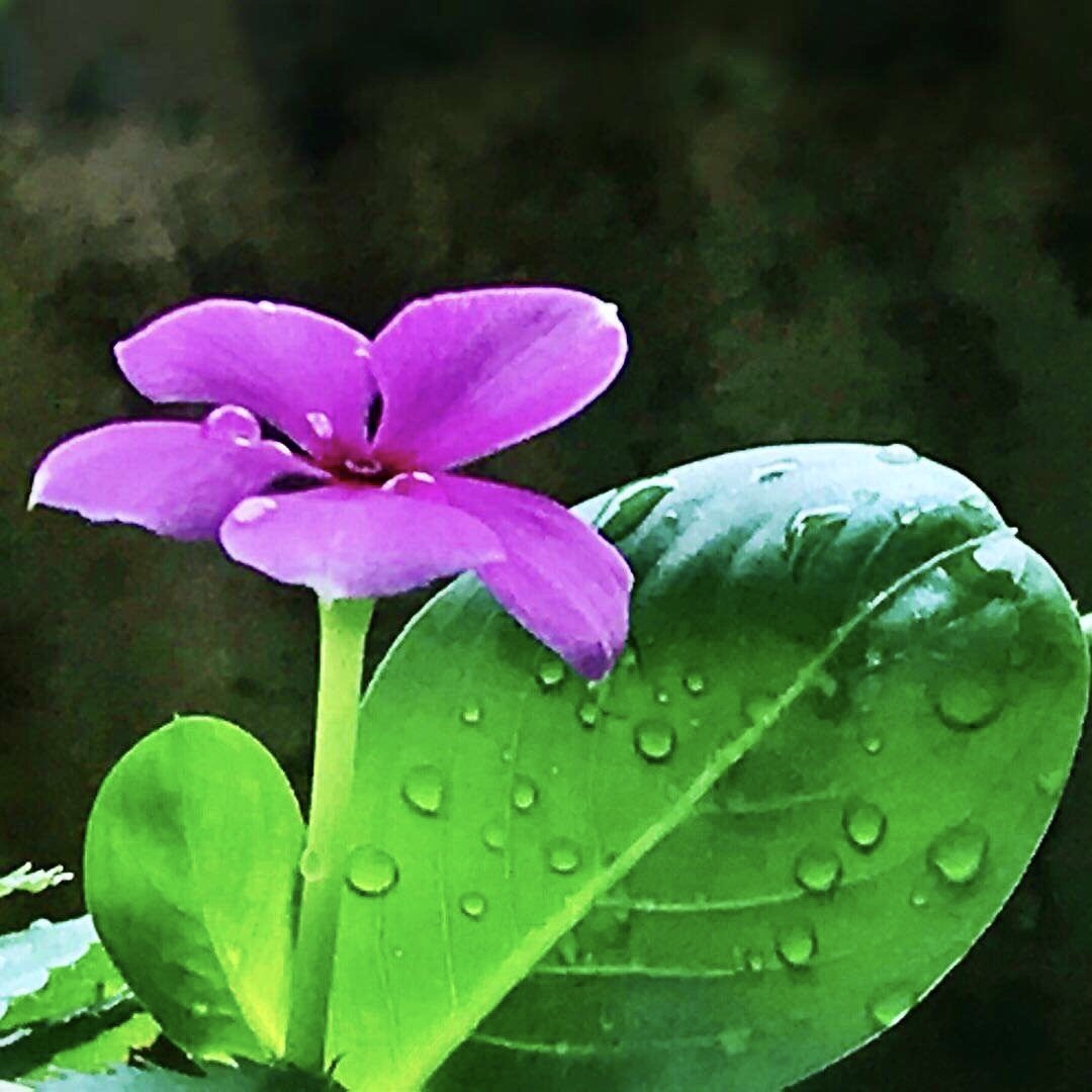 一枝如画为谁开窗外的五瓣莲迎风傲雨默然绽放