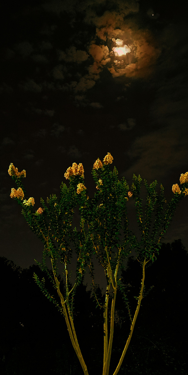 手机摄影月下花