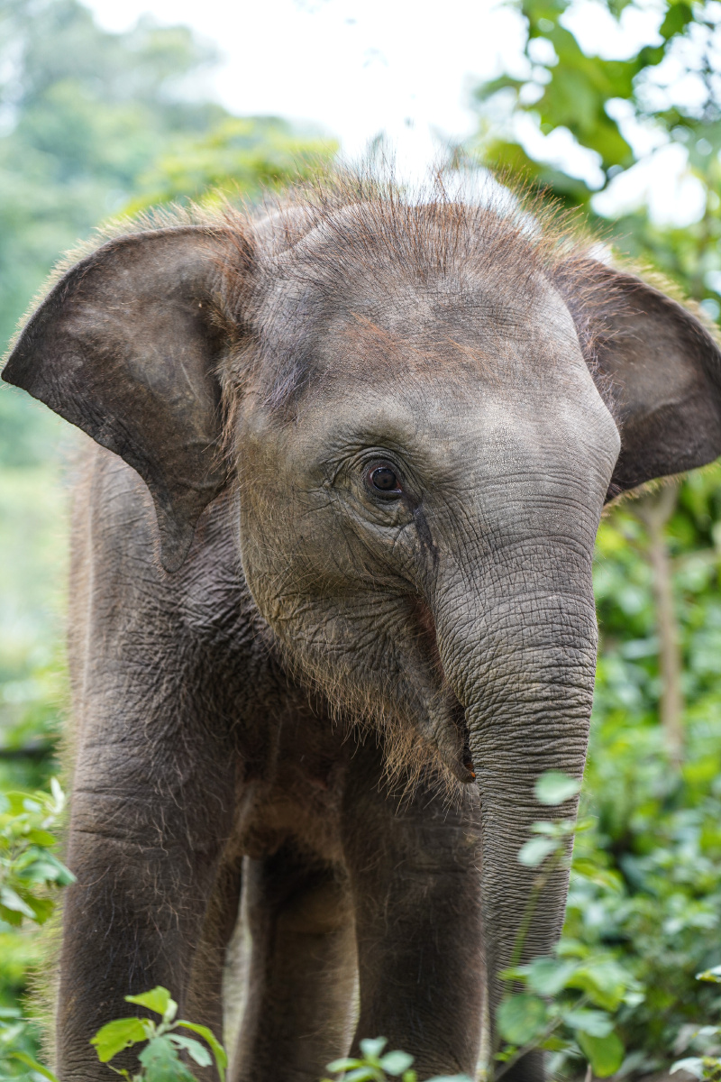 这头小象叫小七@西双版纳野象谷 - 酱油拌饭饭l