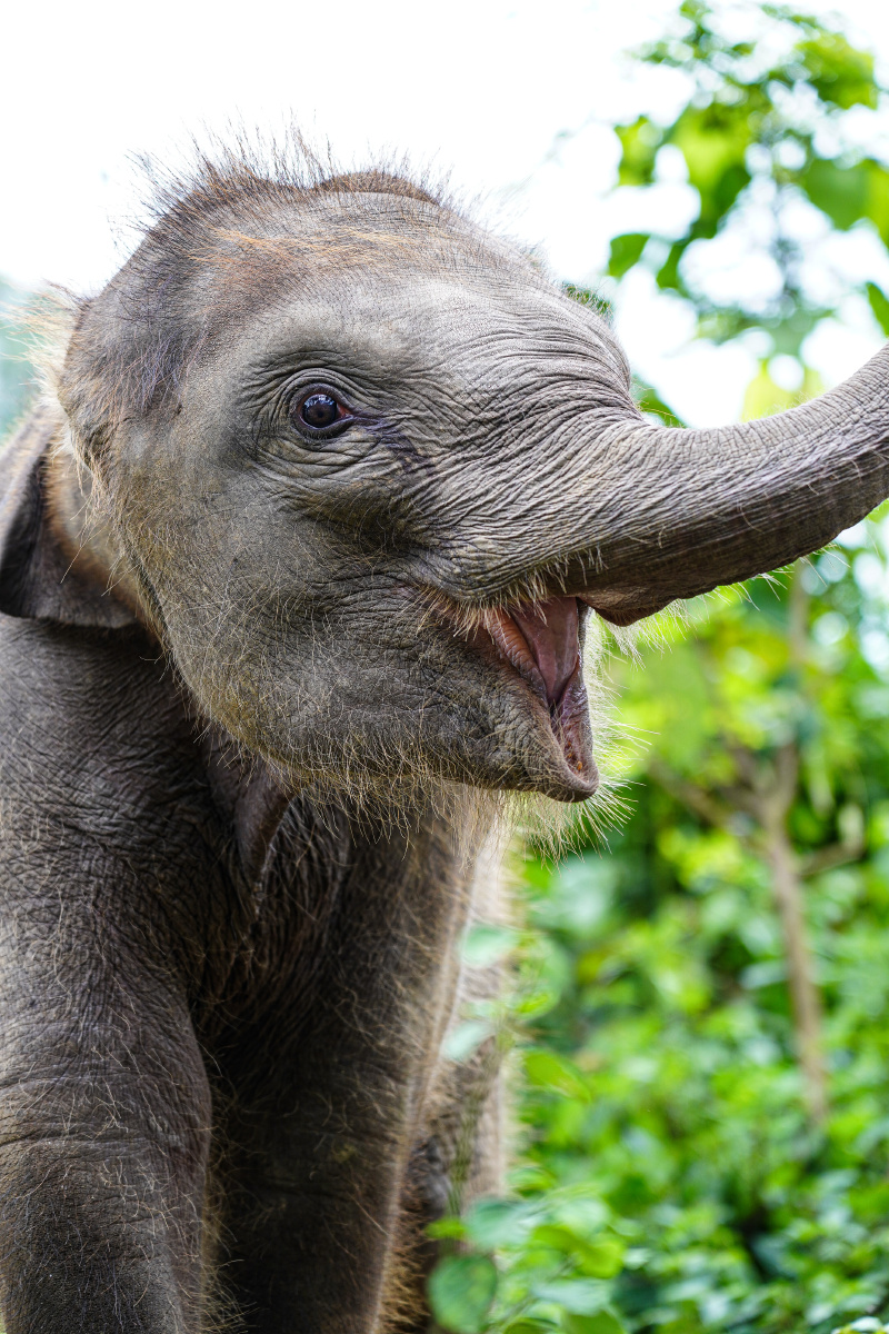 这头小象叫小七@西双版纳野象谷 - 酱油拌饭饭l