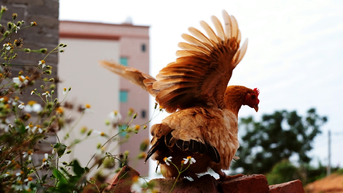 雌鸡展翅