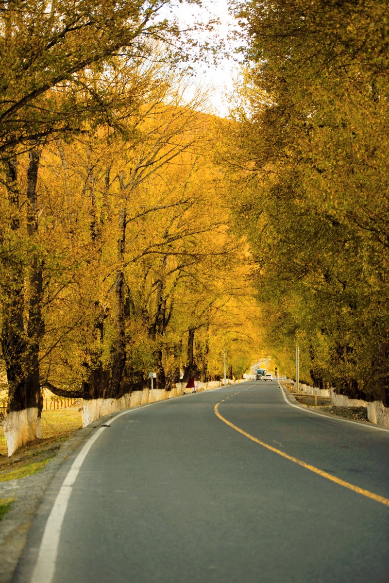 就是看马路边边的树林这个地方真的惊艳到我了都很大只像拱门一样的把