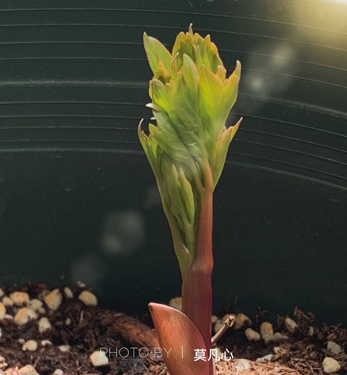 芍药出芽了,真好,盼望已久,其实也还好,每天也就看300遍[呲牙]!