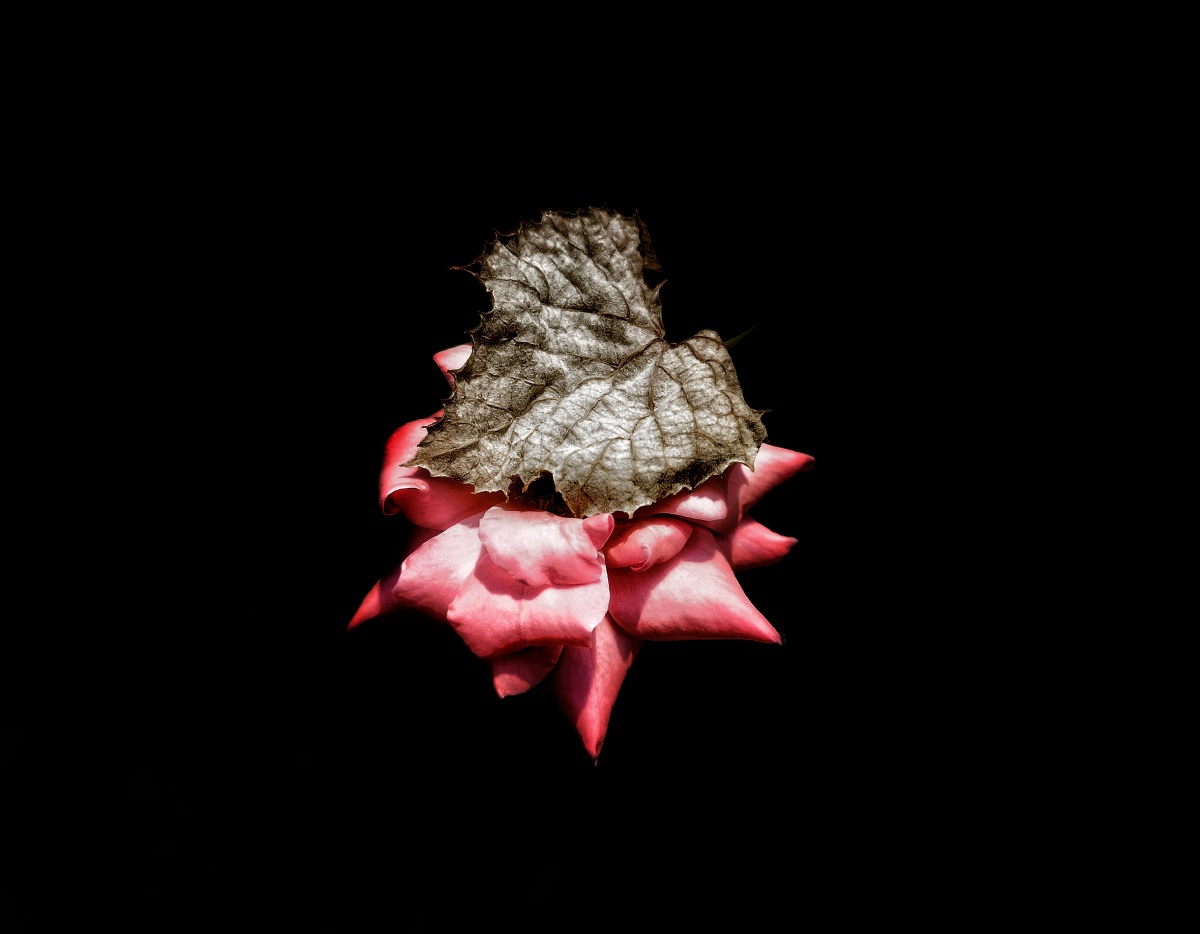 艳丽的皮囊下枯萎的心