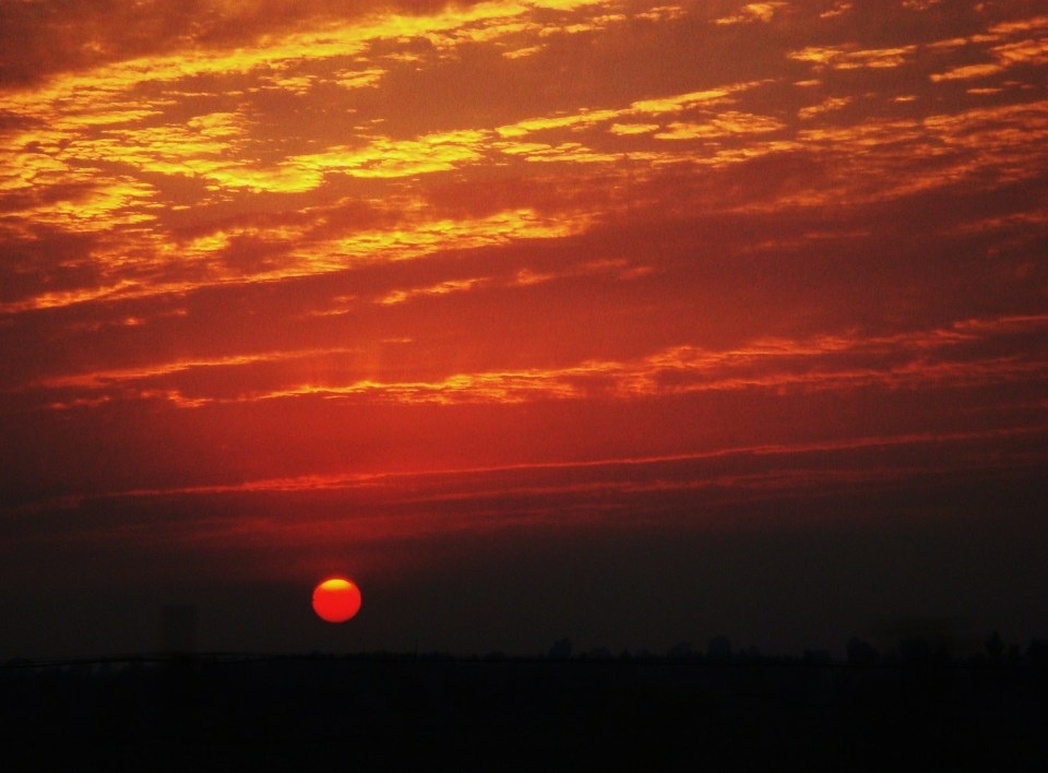 夕阳红