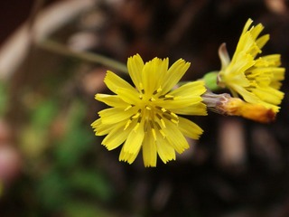 小花