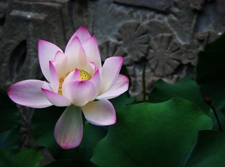 大家闺秀