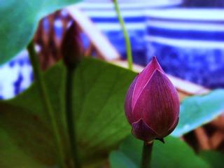 出水芙蓉