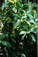金桂飘香