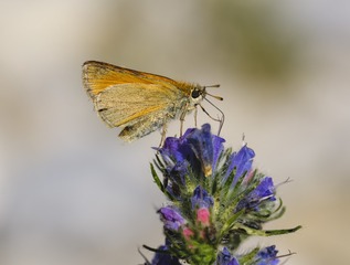20170318-P1360821