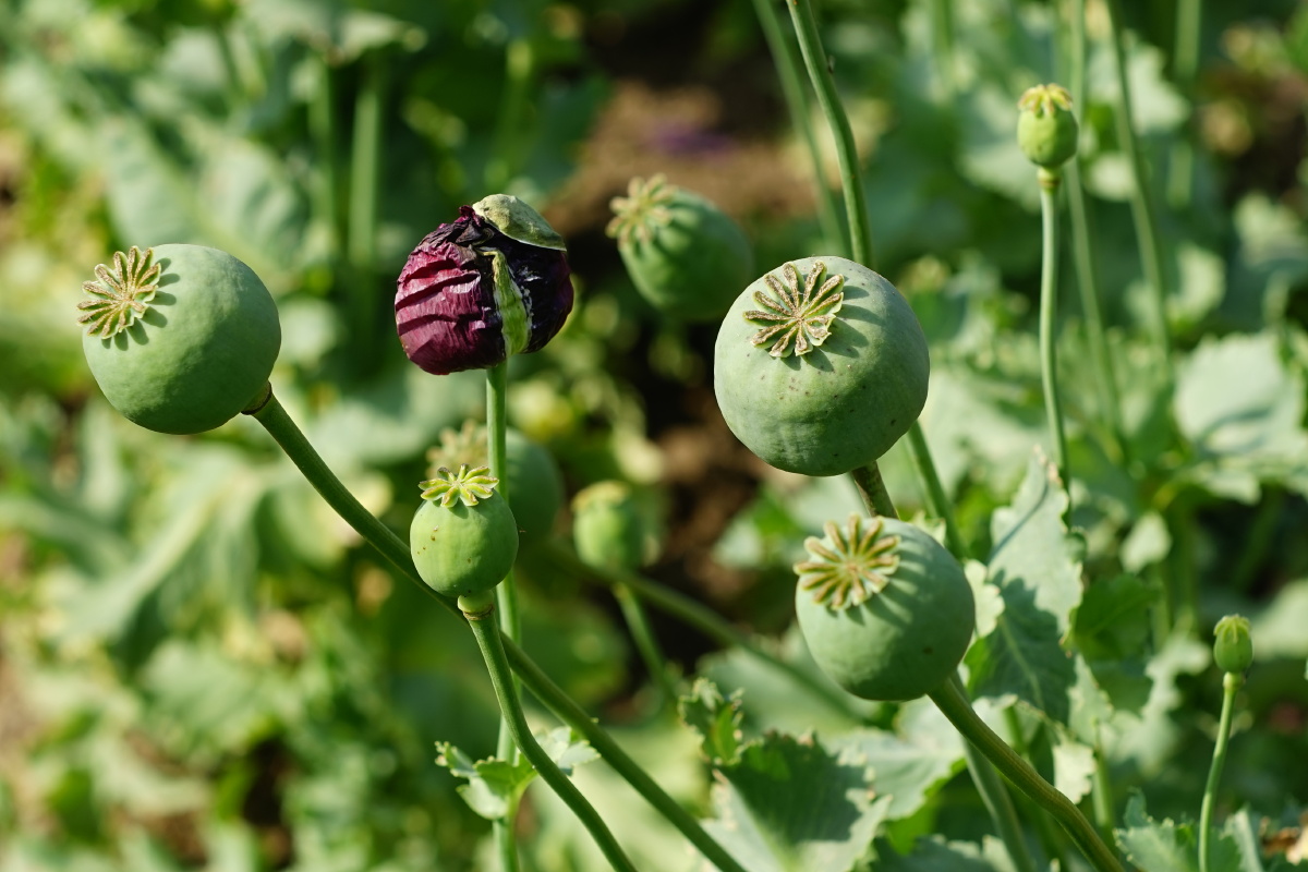 "大烟葫芦"药用植物一一罂粟 - 红山口一浪 - 图虫