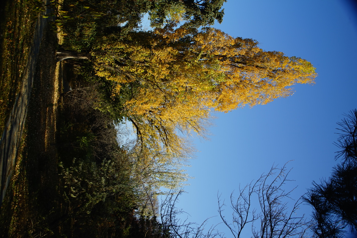 初冬北京植物园树景