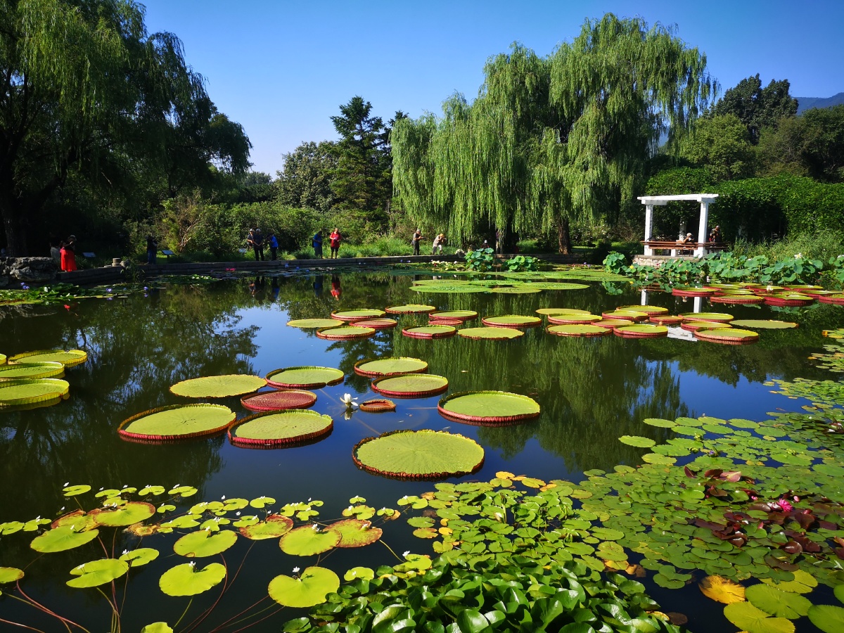 京城拍摄荷花睡莲和王莲的热拍打卡胜地北京植物园一一中国科学院南园