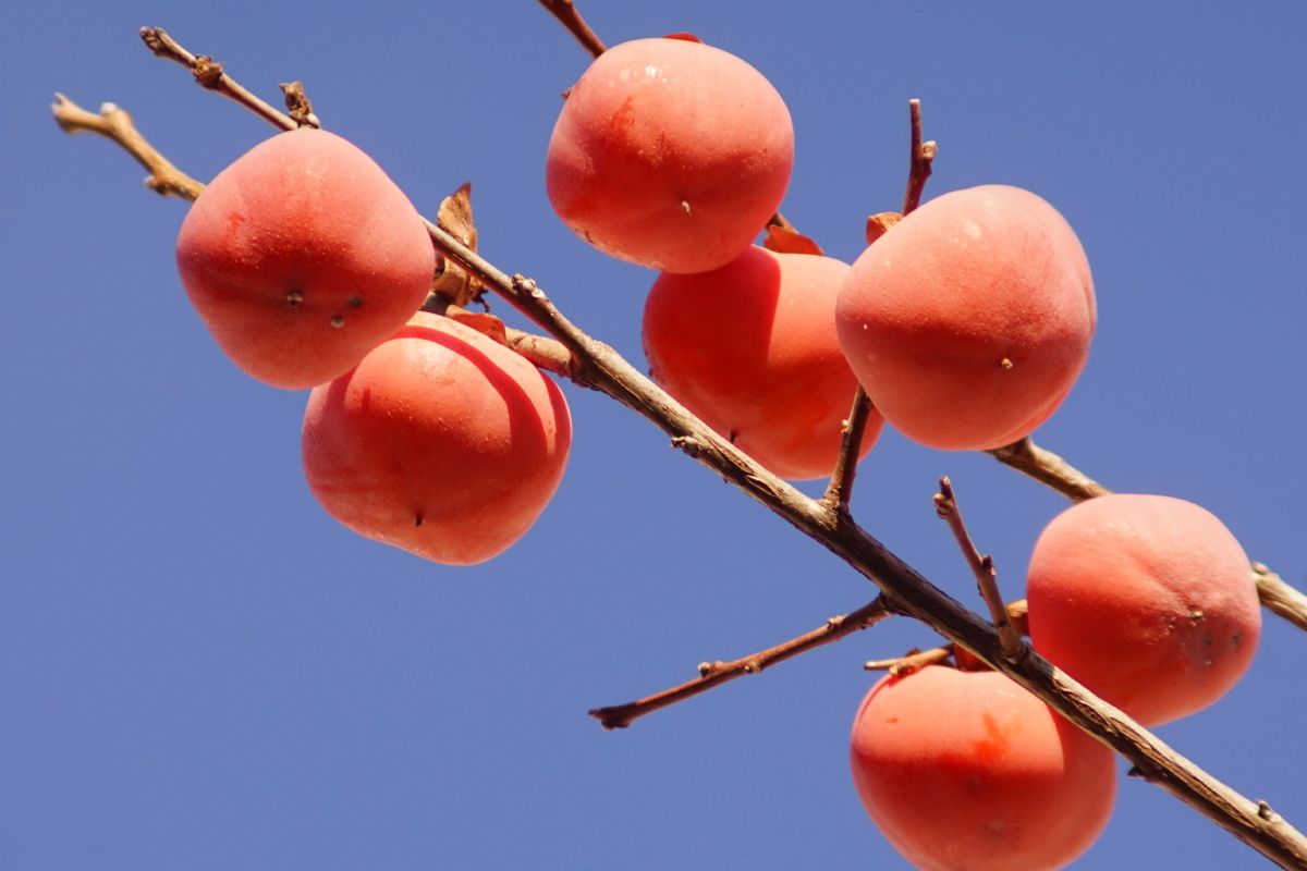 香山南植社区一景红红的柿子似灯笼树上挂