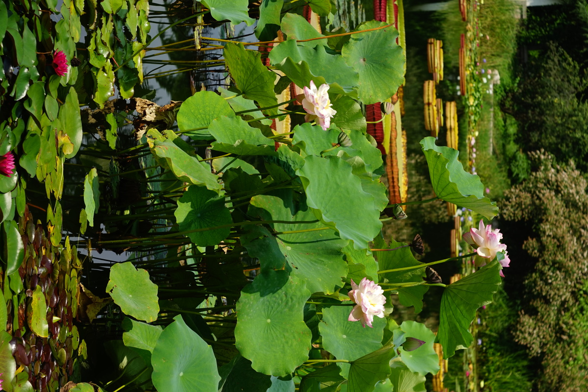 京西香山脚下荷莲池