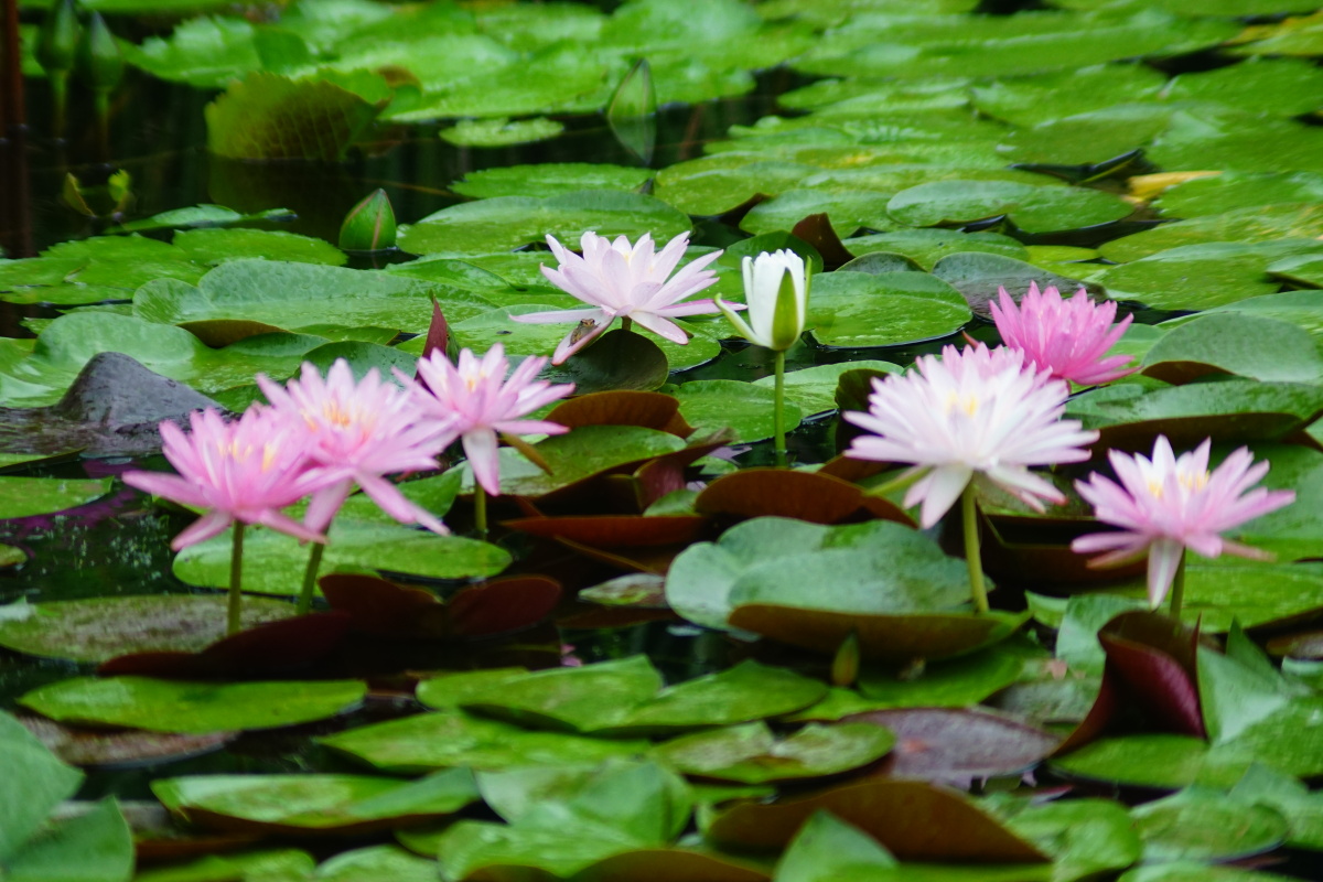 中科院植物园荷莲池