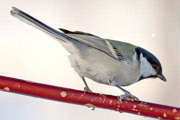 Optional("374FE718-869F-46AA-A13C-EA442525C7AB/L0/001")
