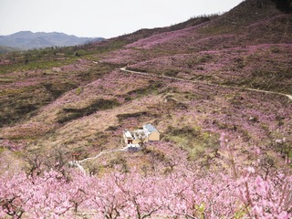 CF005842-1