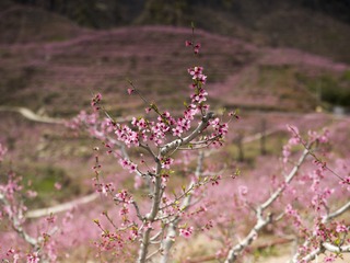 CF005853