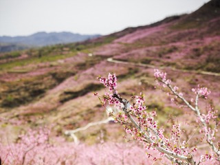CF005854