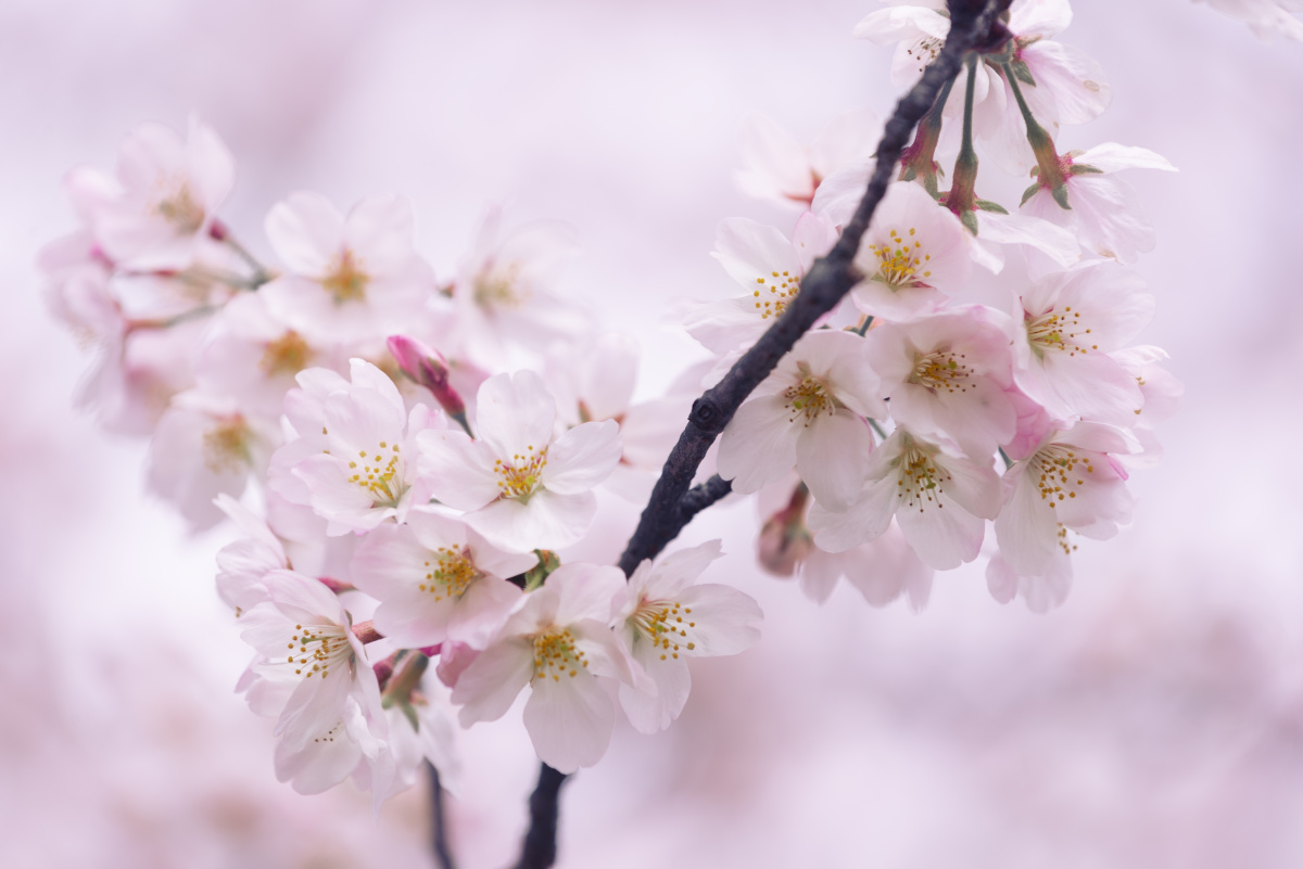 樱花该有的颜色