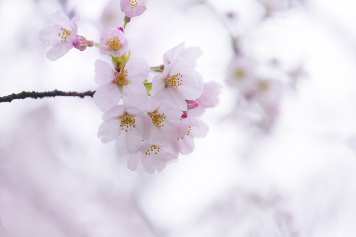 樱花该有的颜色