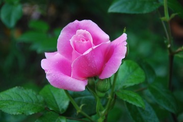 tmp_2b3a348f715ed5499453dbc81ee87e9f