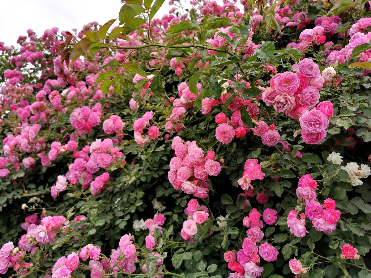 天津大道上的七姊妹蔷薇花