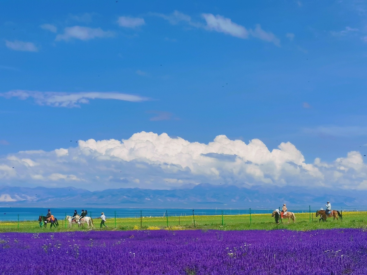 青海湖花海