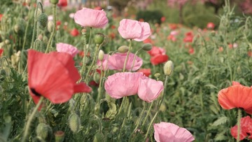 FFF38F25-0B6D-4637-BB43-F1F55E4C96DB/L0/001