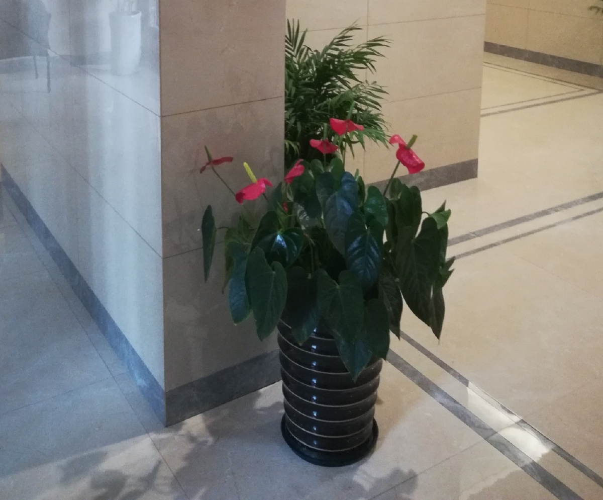 宅室墙角装饰花坛