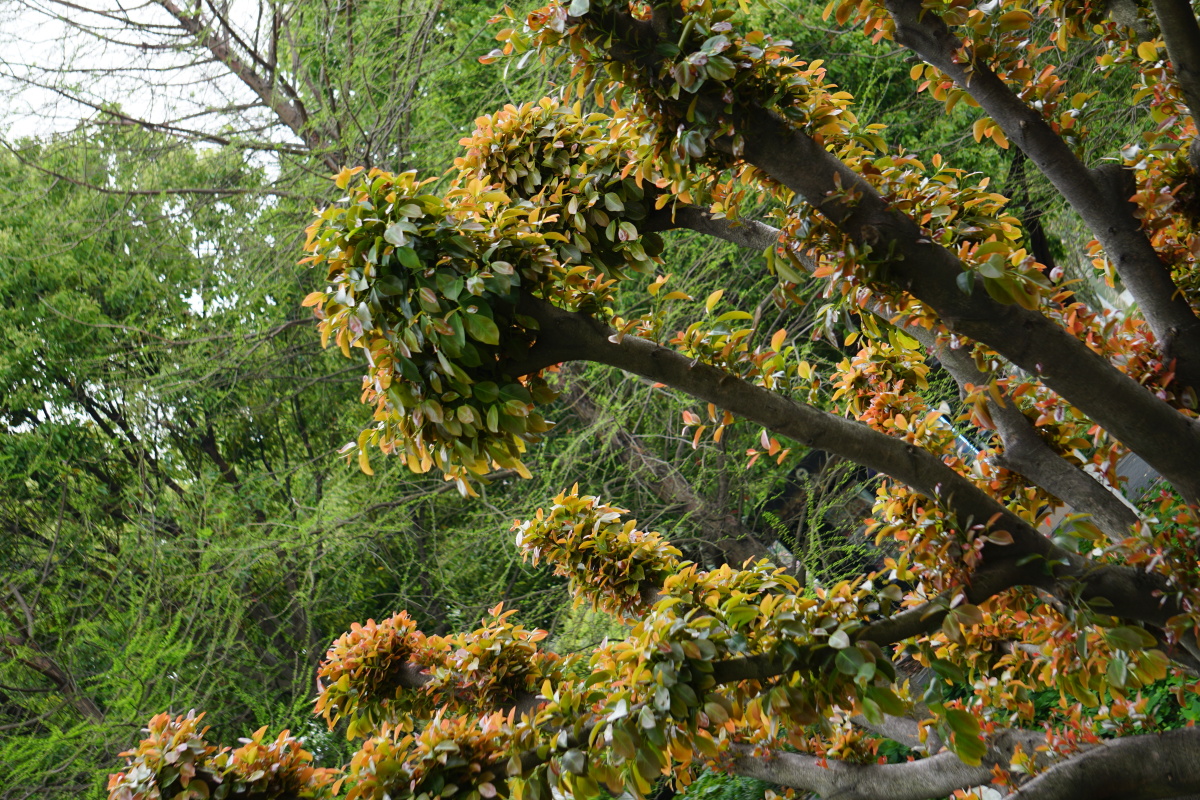 坡垒树香不招峰枝挺姿态显