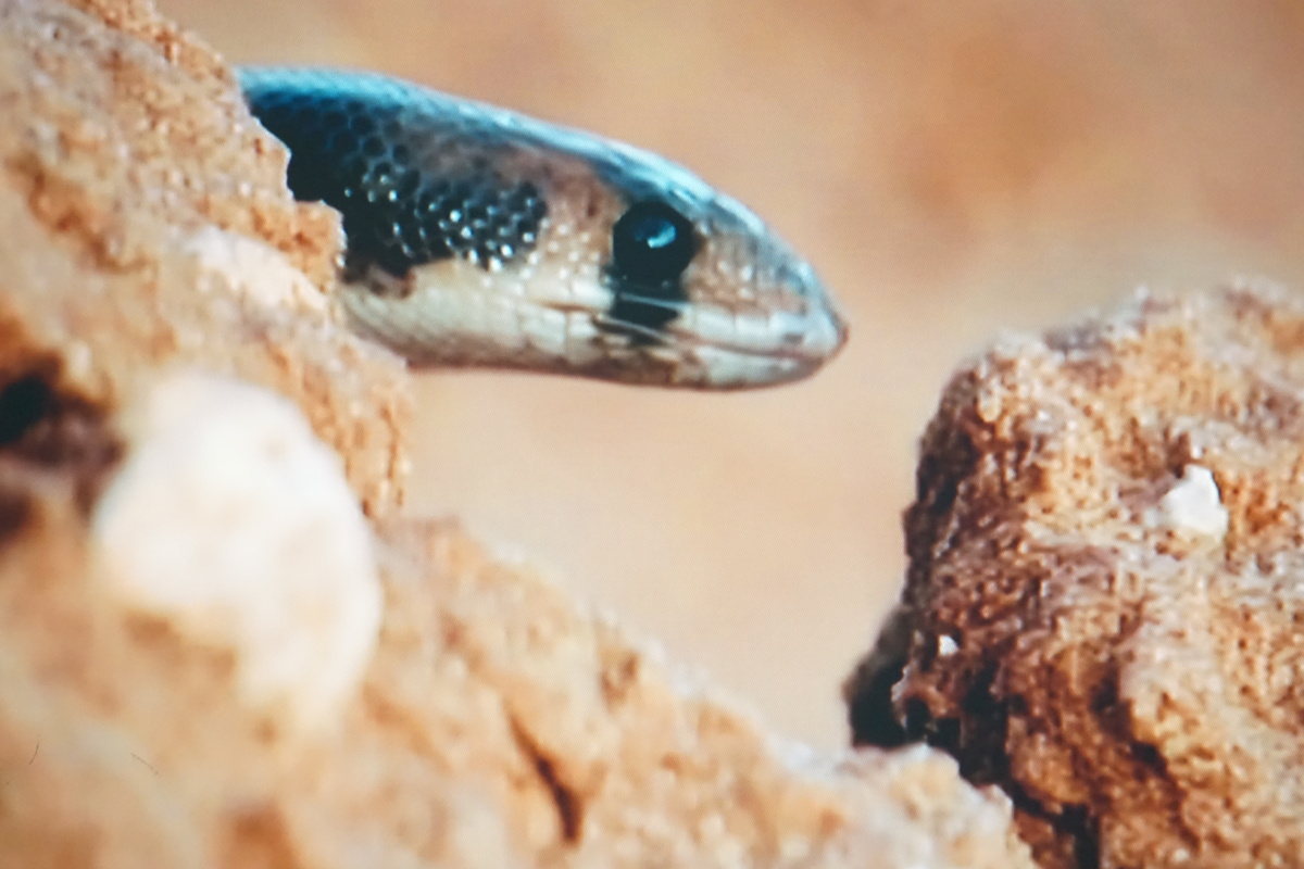 蛇出洞…好吓人啊!