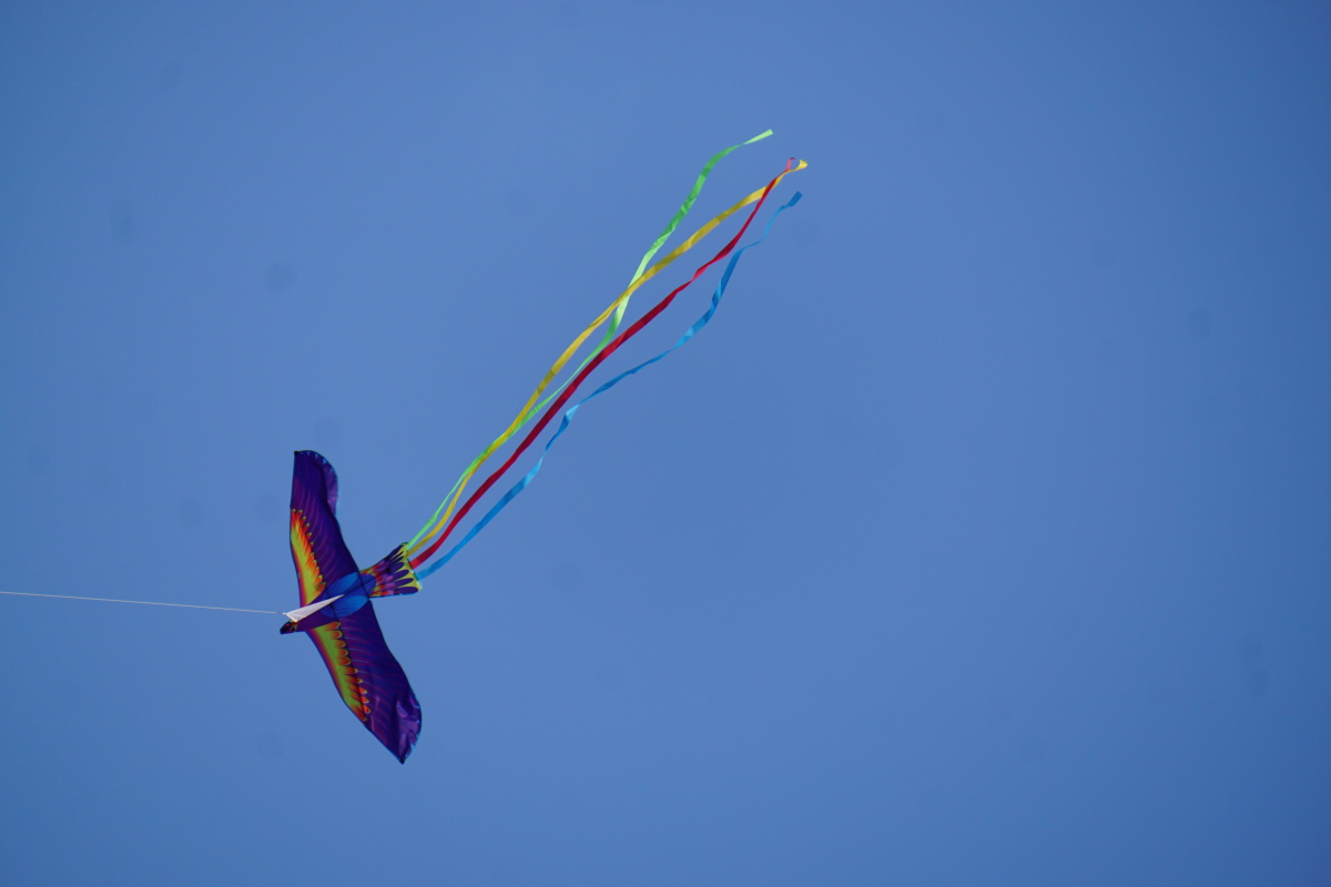 码头岸空上风筝飞鸟齐放飞