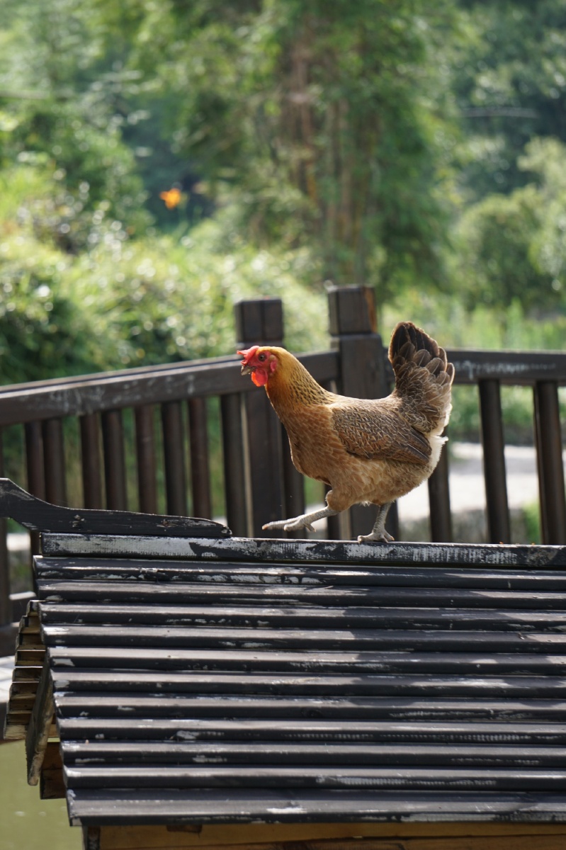 农家凤凰鸡好似找窝生蛋蛋屿北村落