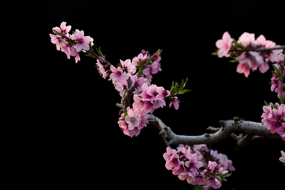 黑背景桃花