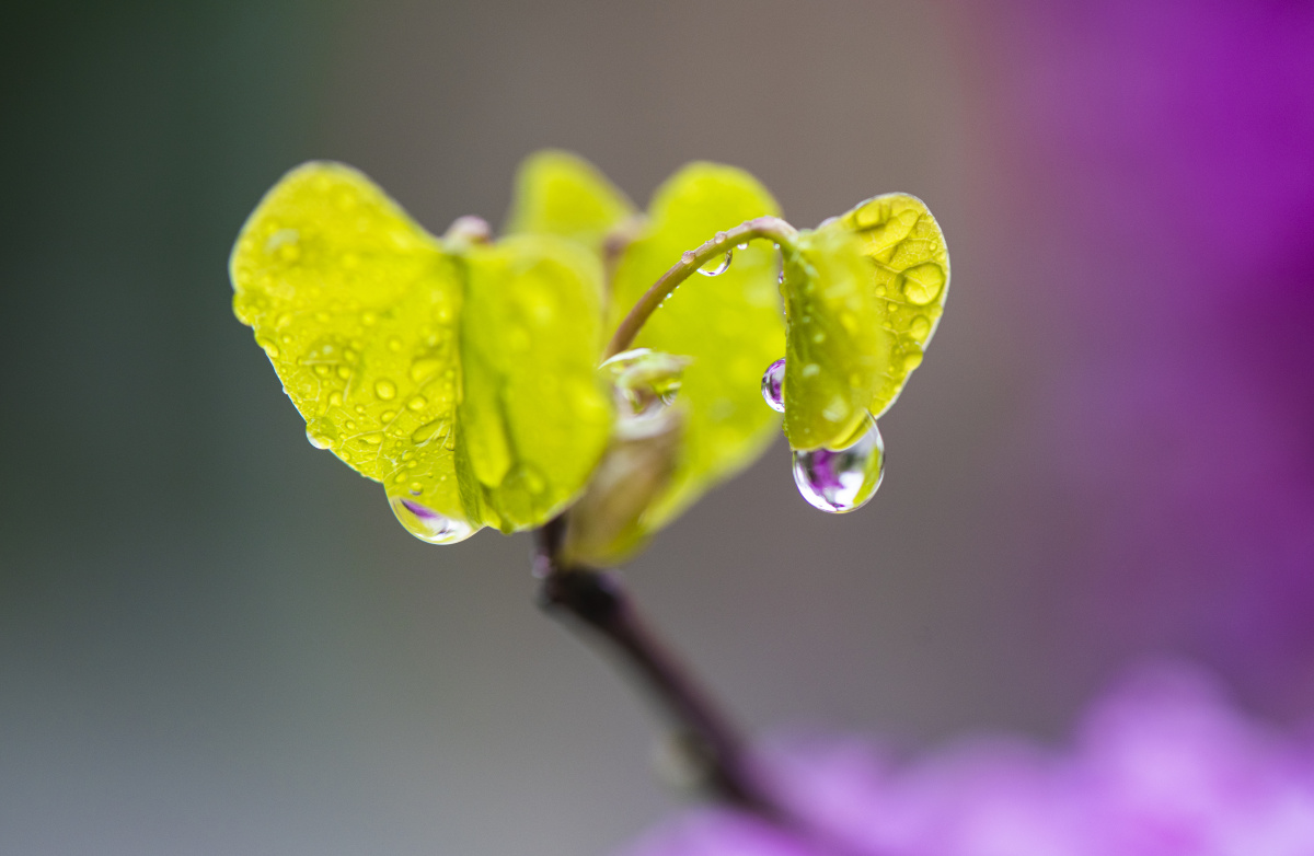 惊蛰微雨园中紫荆花嫩黄的新芽挂着一颗颗晶莹的露珠