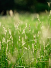 _DSC2466_DxO