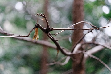 _DSC3754_DxO